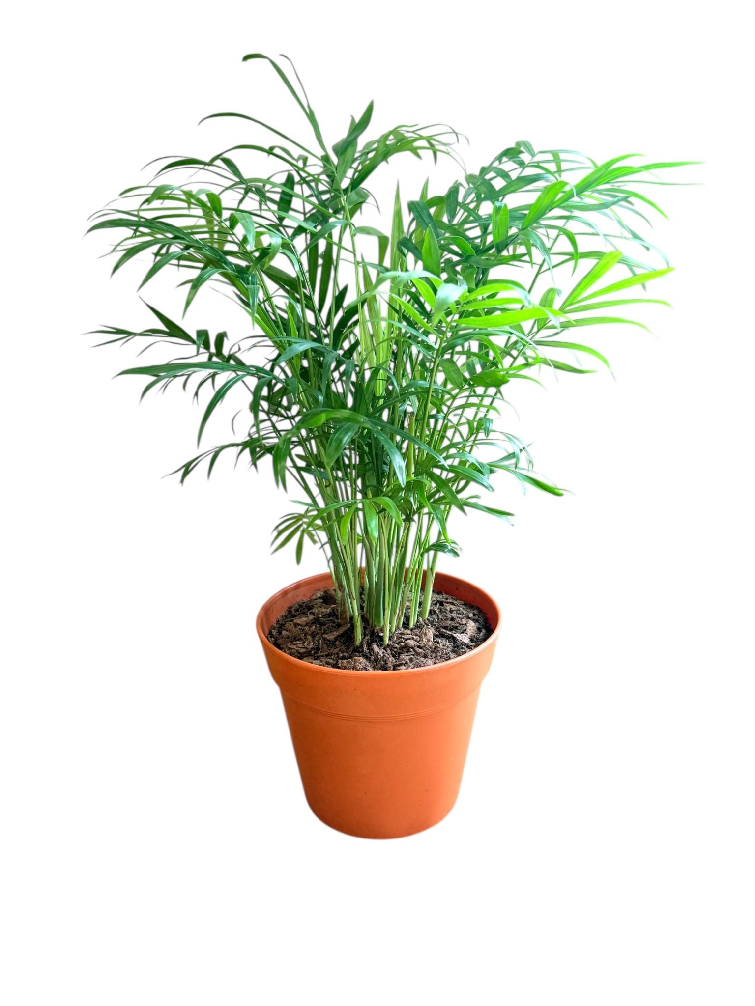 Neanthe Bella Palm (Live Indoor Plant)