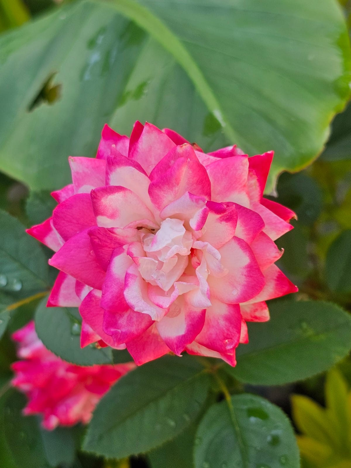 Candy Cane Cocktail Rose