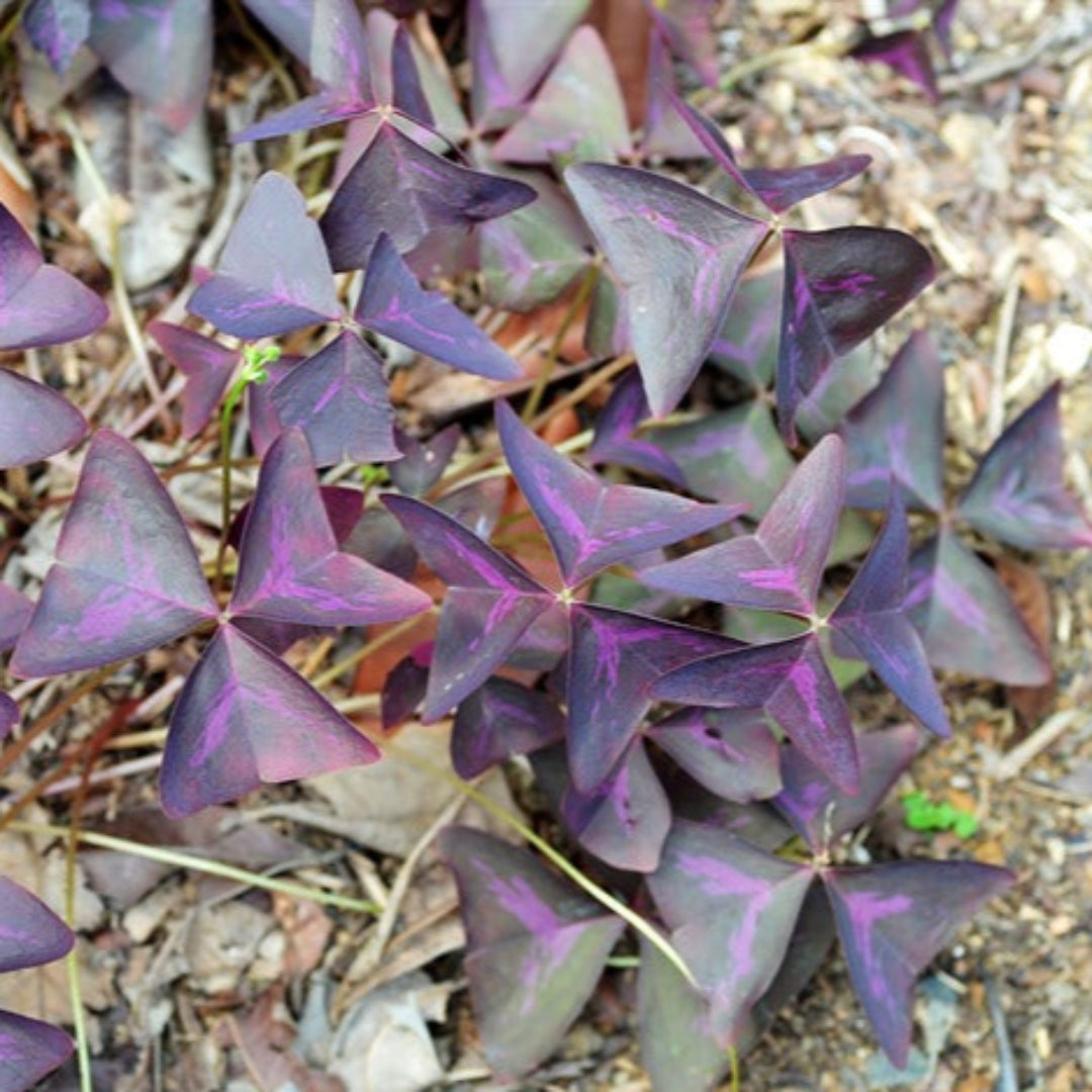 Oxalis Regnelli &
