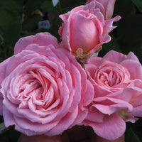 Summer Romance Rose