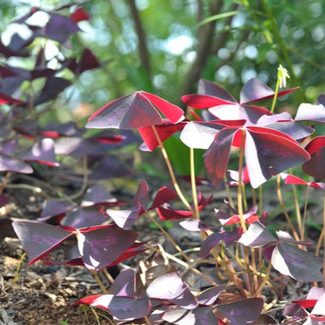 Oxalis Regnelli &
