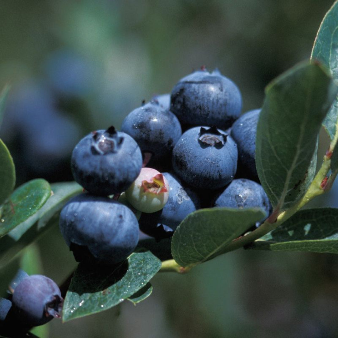 Duke Blueberry Bush -An Antioxidant Superfood