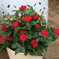 Petite Knock Out Rose