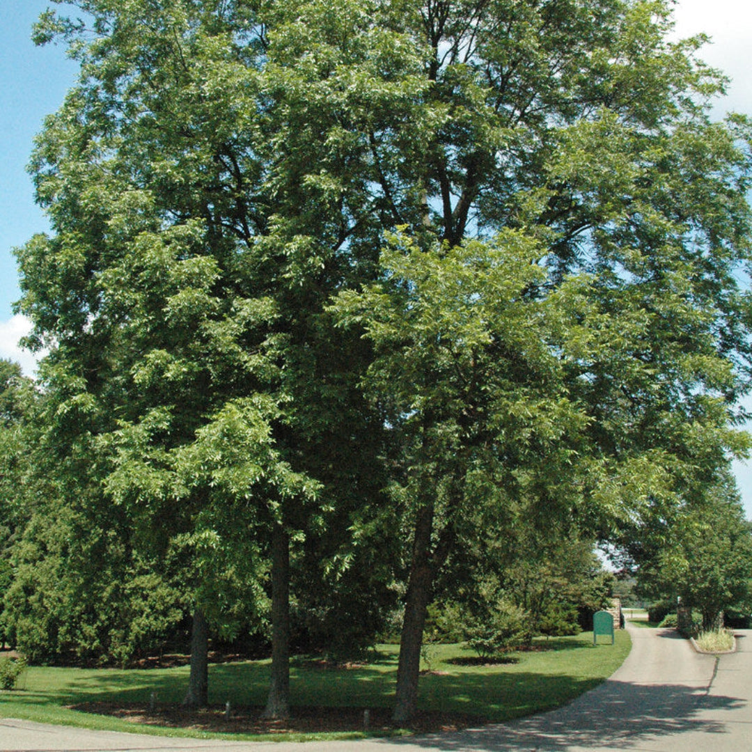 Stuart Pecan Tree,