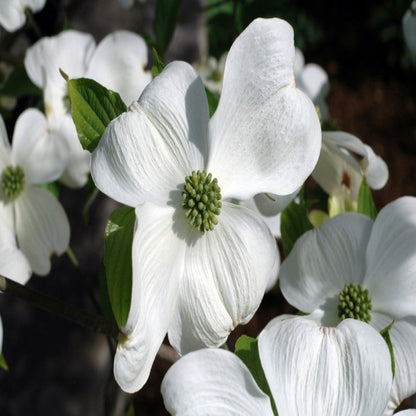Cherokee Princess White Dogwood Tree