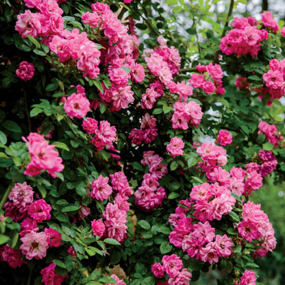 Peggy Martin Rose Shrub