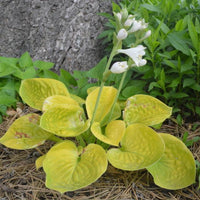 Hosta 'Maui Buttercups'