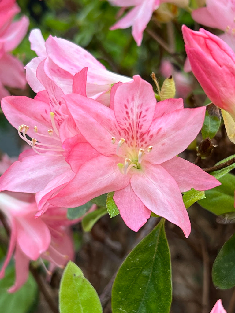 Hampton Beauty Azalea