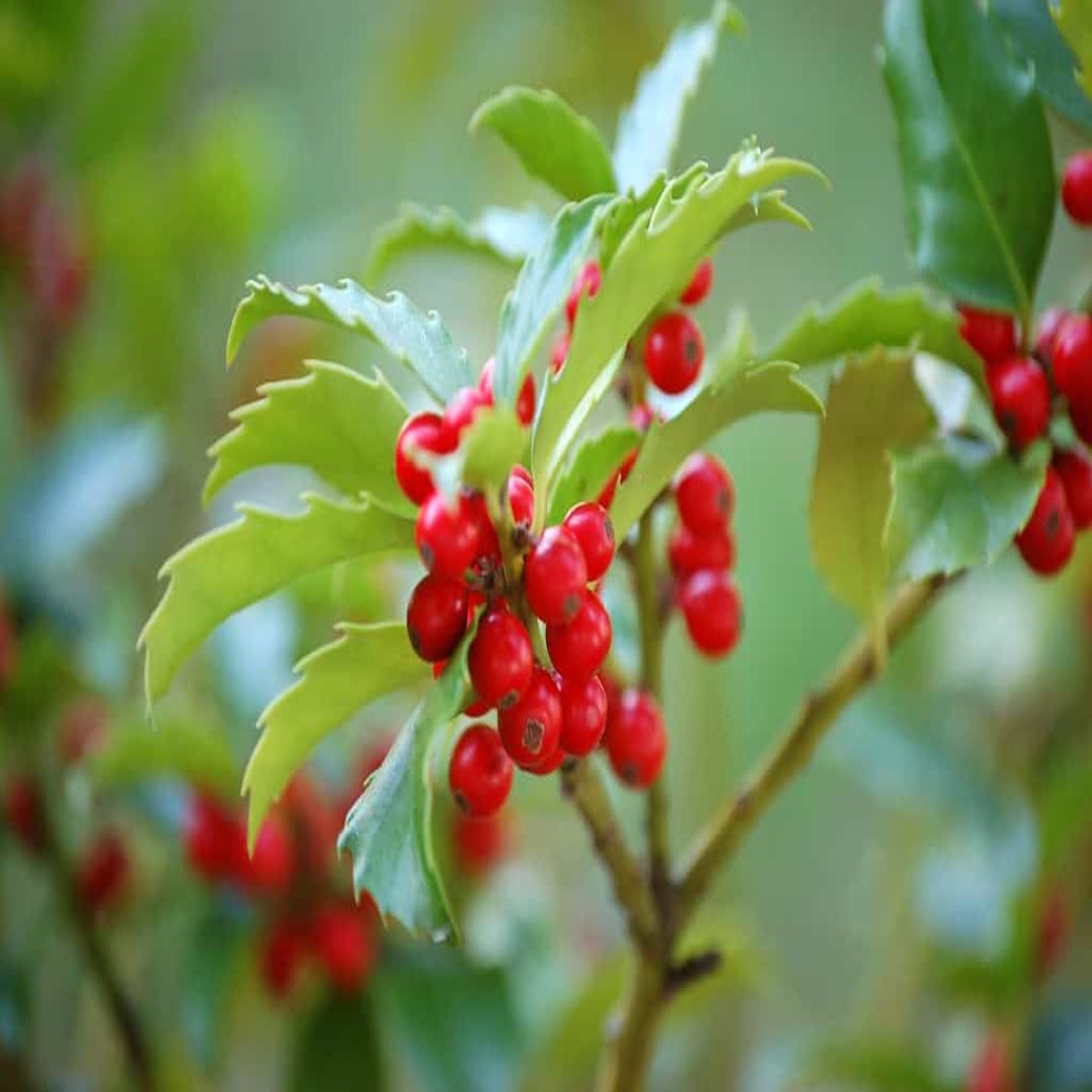 Blue Stallion Holly Multifunctional Evergreen