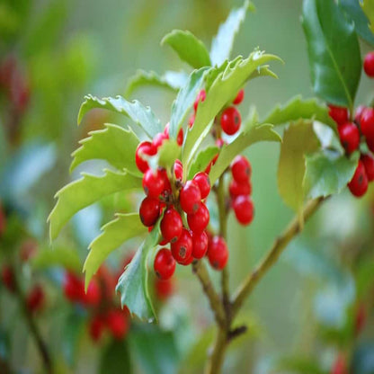 Blue Stallion Holly Multifunctional Evergreen