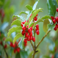 Blue Stallion Holly Multifunctional Evergreen