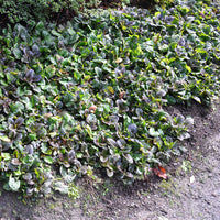 Ajuga reptans Bronze Beauty plant top view