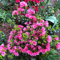 Coral Bells Azalea Plant