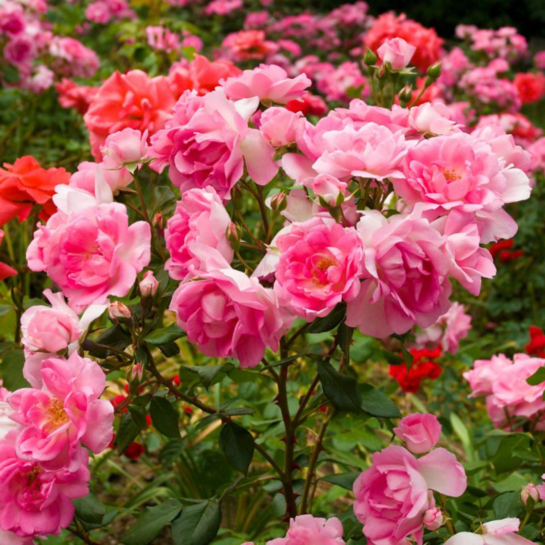 Winners Circle Climbing Rose