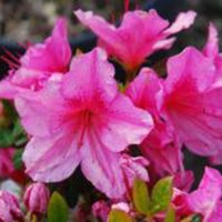 Girard's Renee Michelle  Azalea