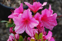 Girard's Renee Michelle  Azalea
