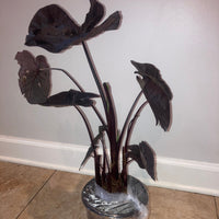 Royal Hawaiian Black Coral Elephant Ear