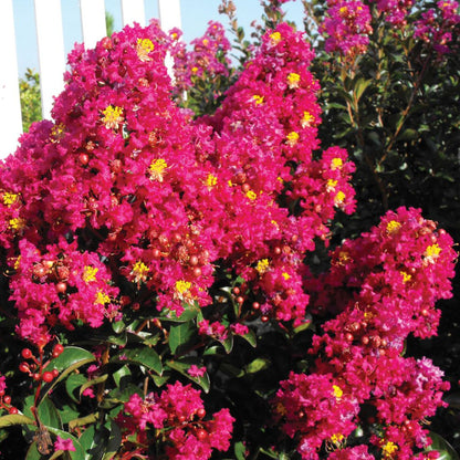 Berry Dazzle® Crape Myrtle