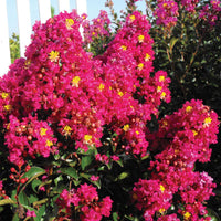 Compact Berry Dazzle crape myrtle plant in garden landscape display