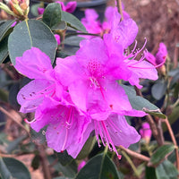 Abbey's Re-View' Rhododendron  Native Azalea