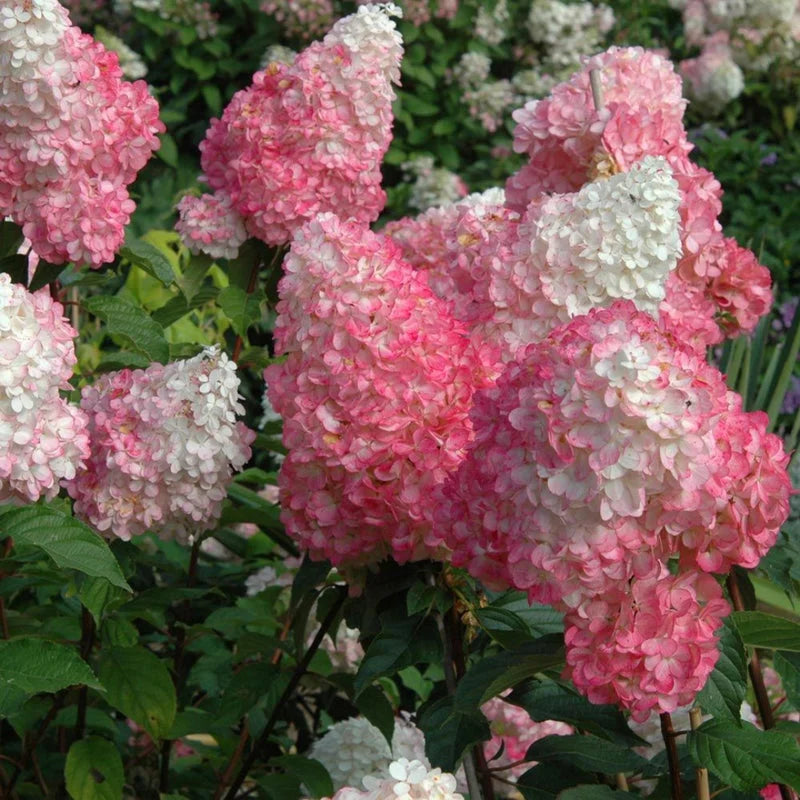 Vanilla Strawberry Hydrangea Shrub in Landscaped Bed