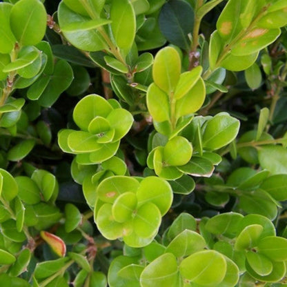 Wintergreen Boxwood Shrub in pot