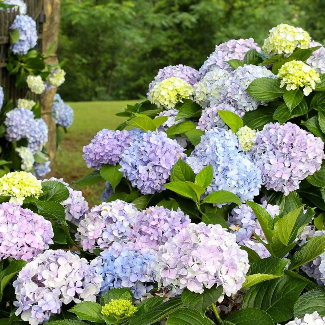 Dear Dolores Hydrangea