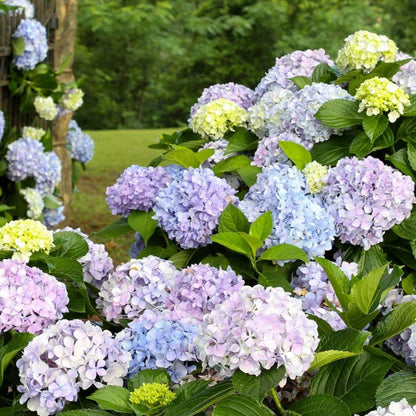 Dear Dolores Hydrangea