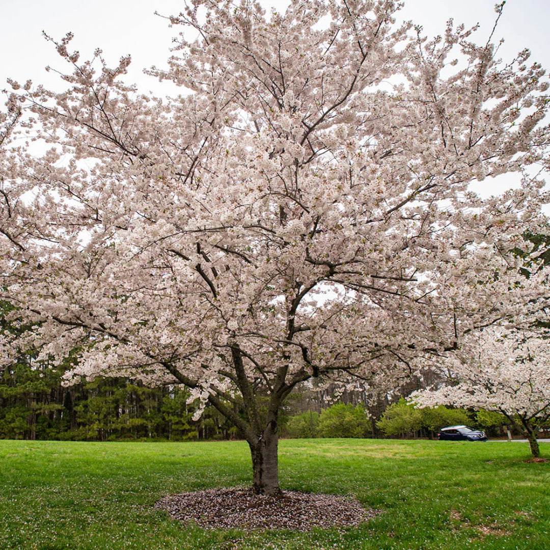 yoshino cherry bonsai tree Yoshino Cherry Tree Flowering Cherry Blossom Tree for Gardens
