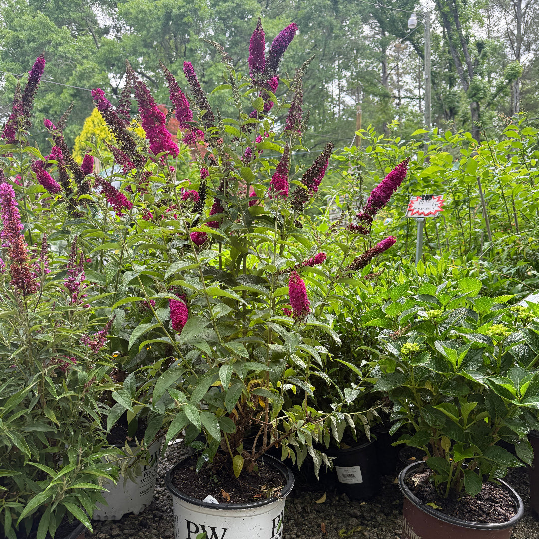 Miss Molly Butterfly Bush