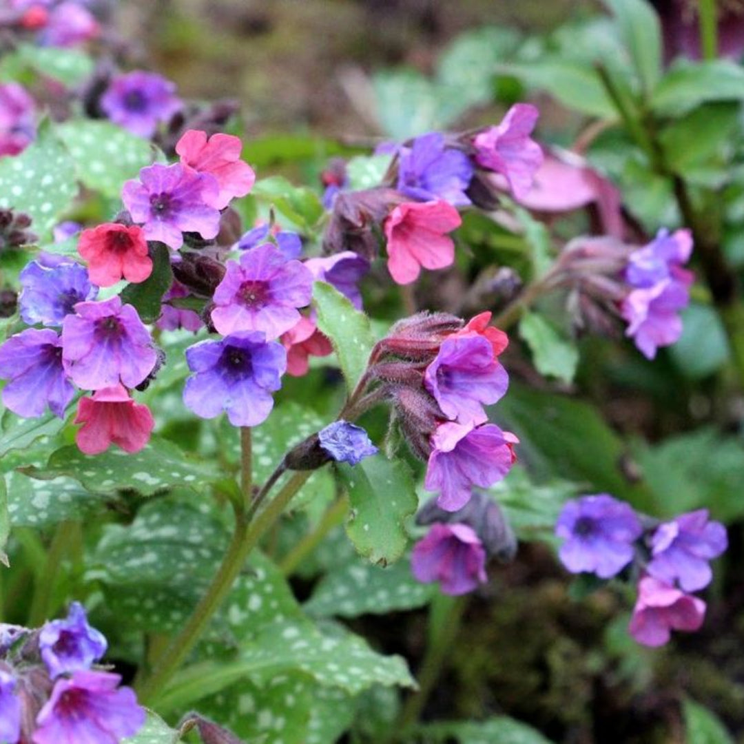 Pulmonaria &