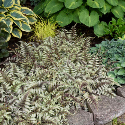 Athyrium niponicum &