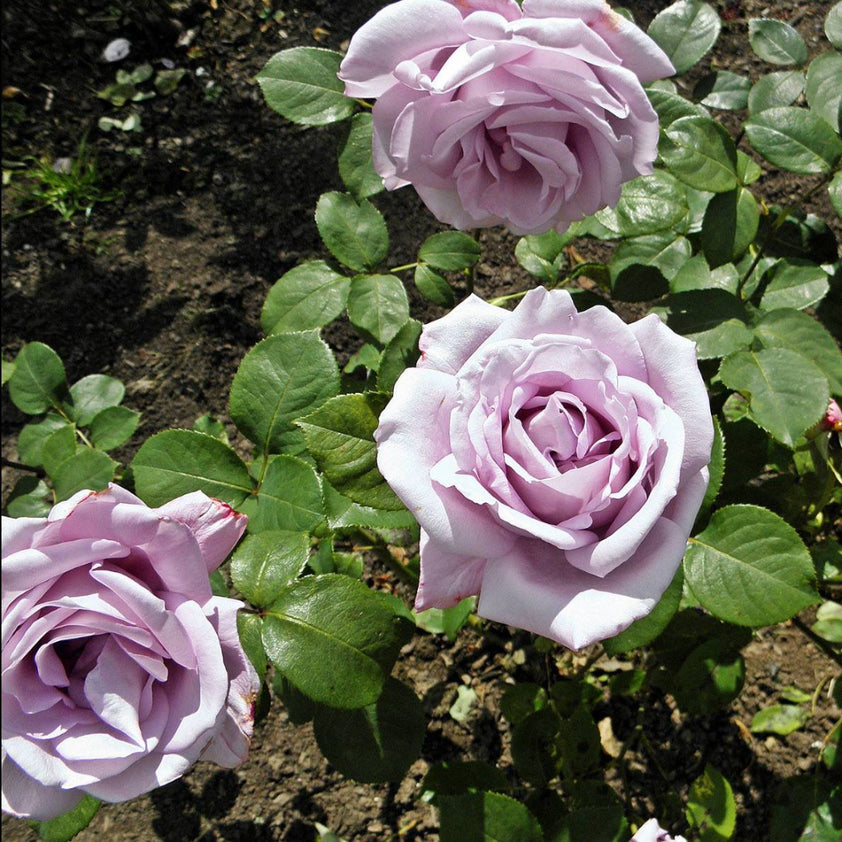 Buy Blue Girl Hybrid Tea Rose Plants & Trees Online | Pixies Gardens