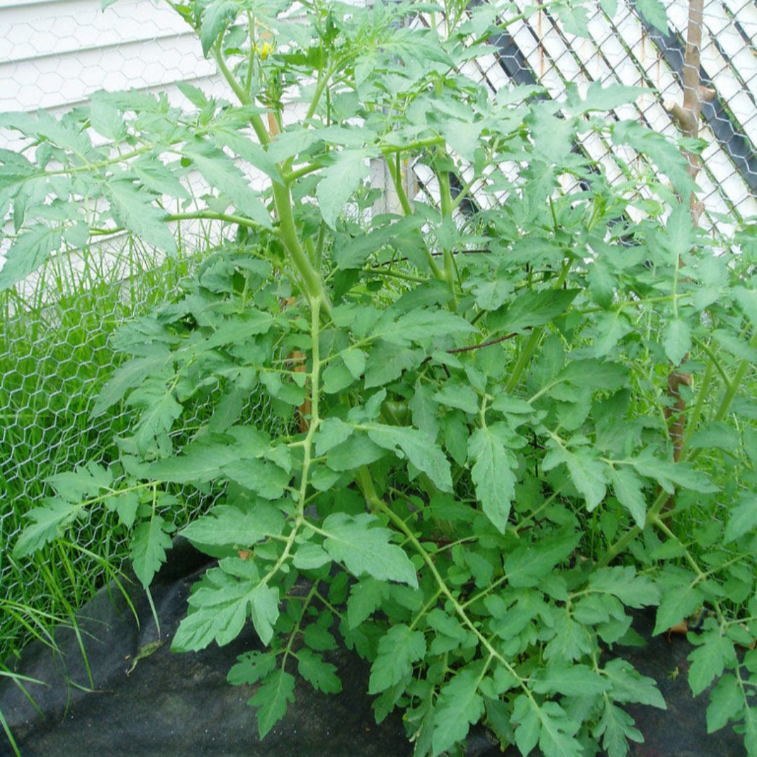 Tomato Plant &