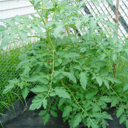 Tomato Plant &