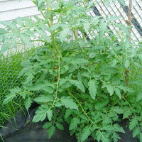 Tomato Plant 'Big Boy'