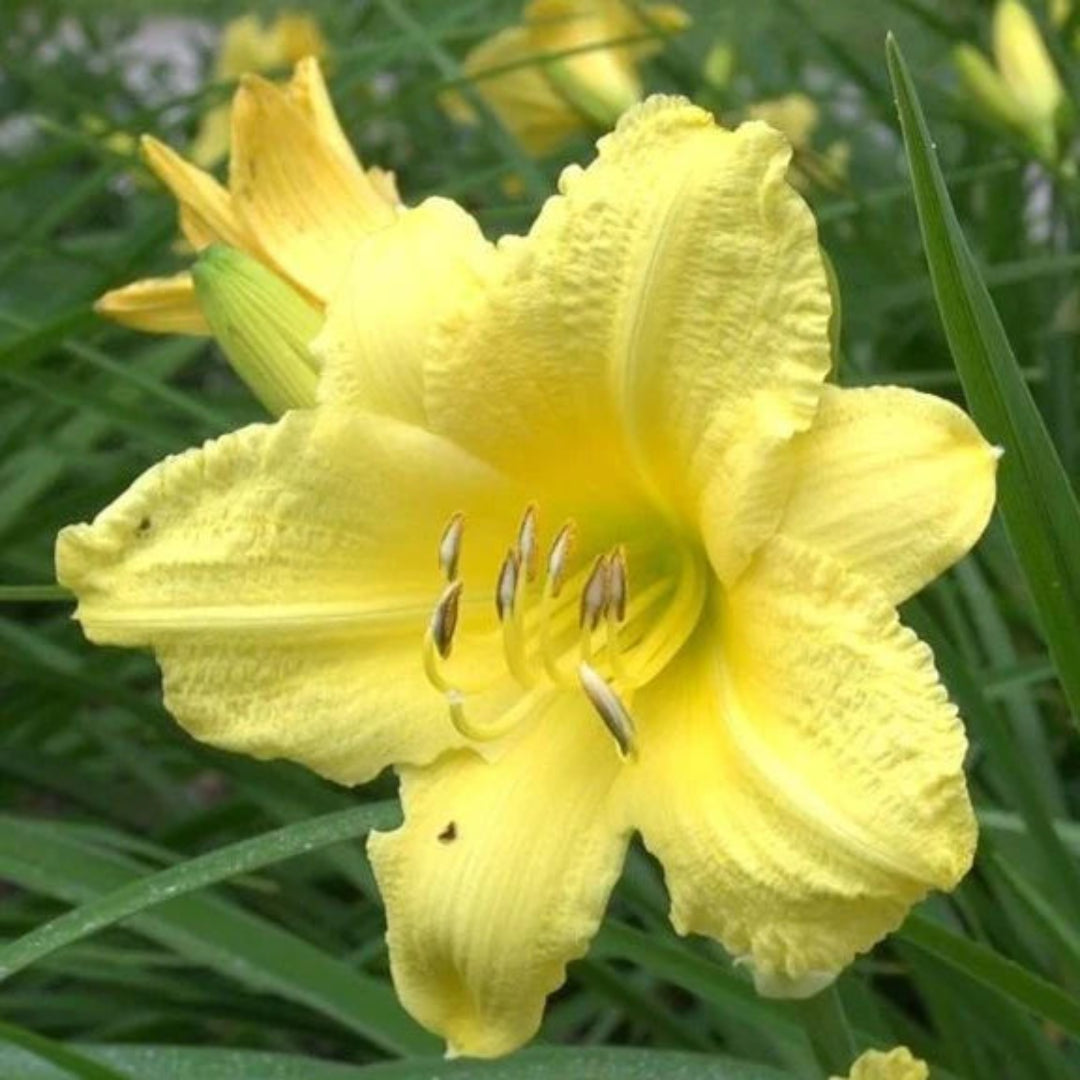 Canary Yellow Flowers Early In Season