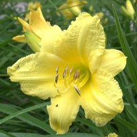 Canary Yellow Flowers Early In Season