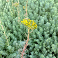 Sedum rupestre 'Blue Spruce' - [EG]