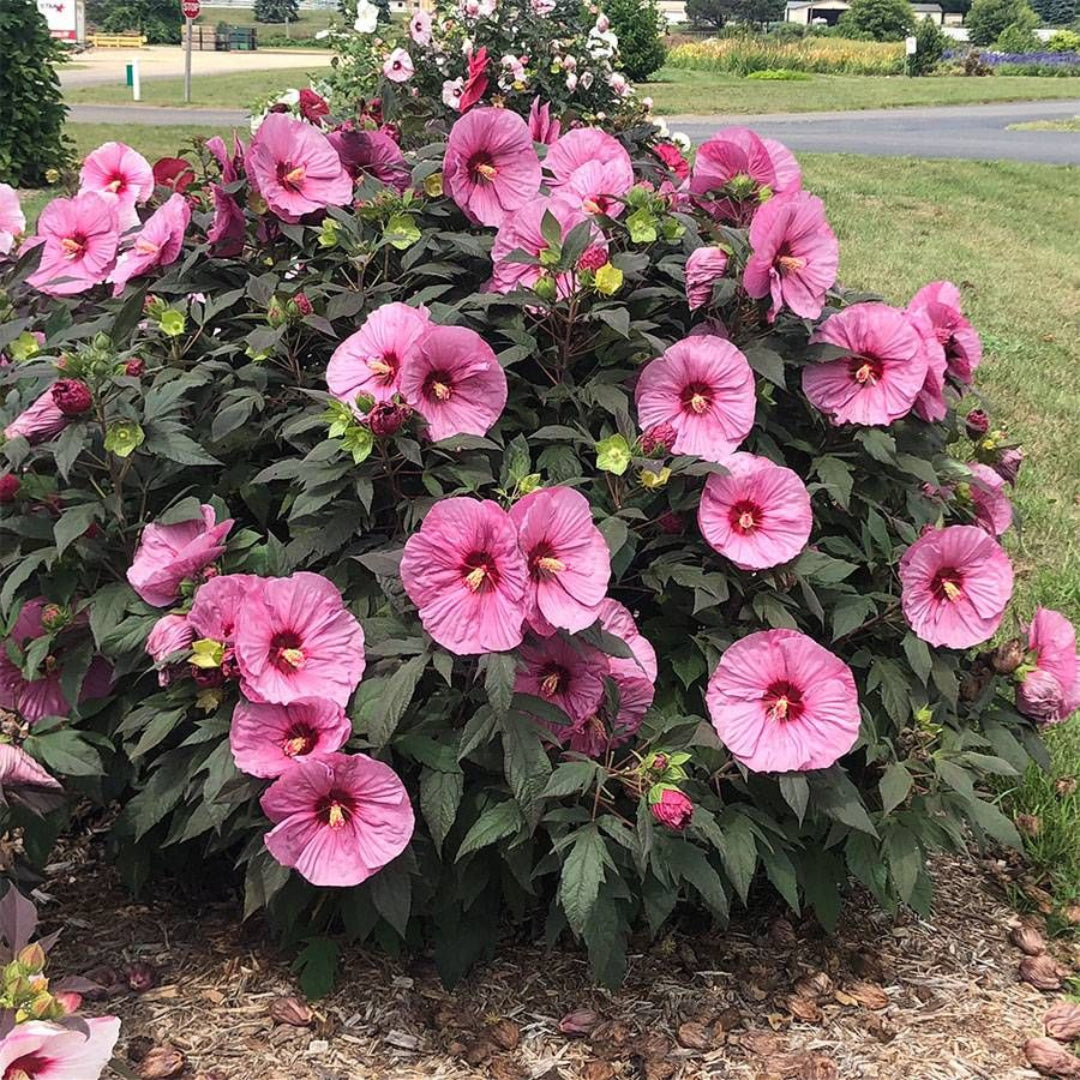 Hibiscus Summerific® &