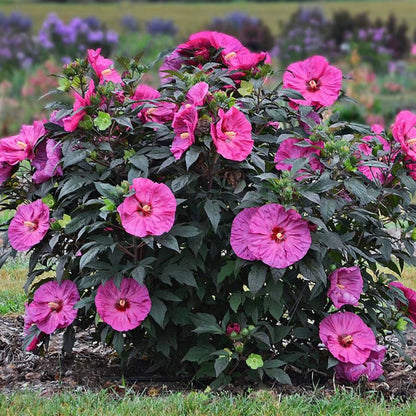 Hibiscus Summerific® &