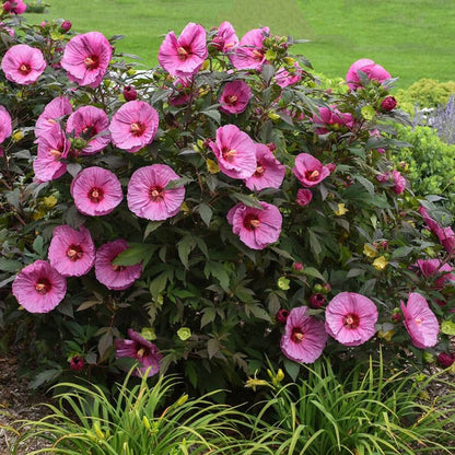 Hibiscus Summerific® &