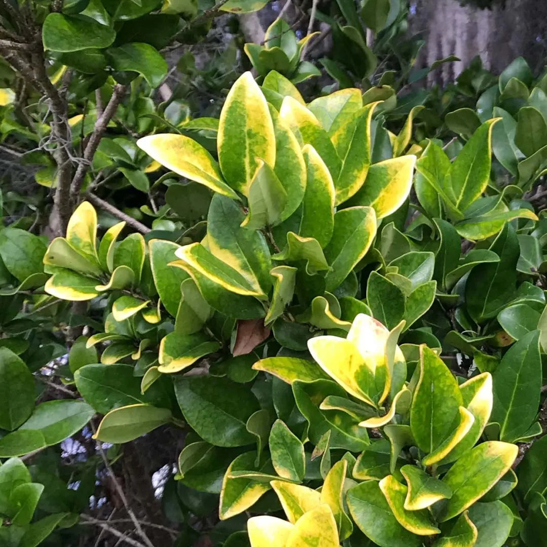 Ligustrum Howardi