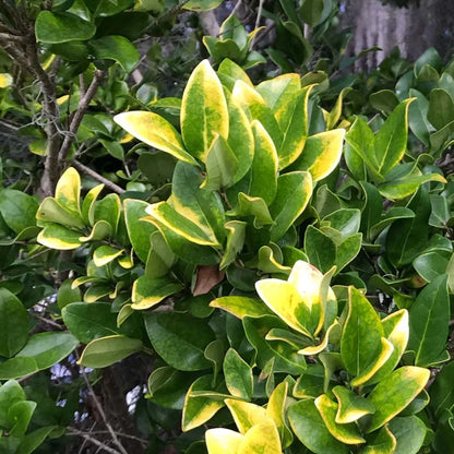 Ligustrum Howardi
