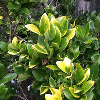 Ligustrum Howardi
