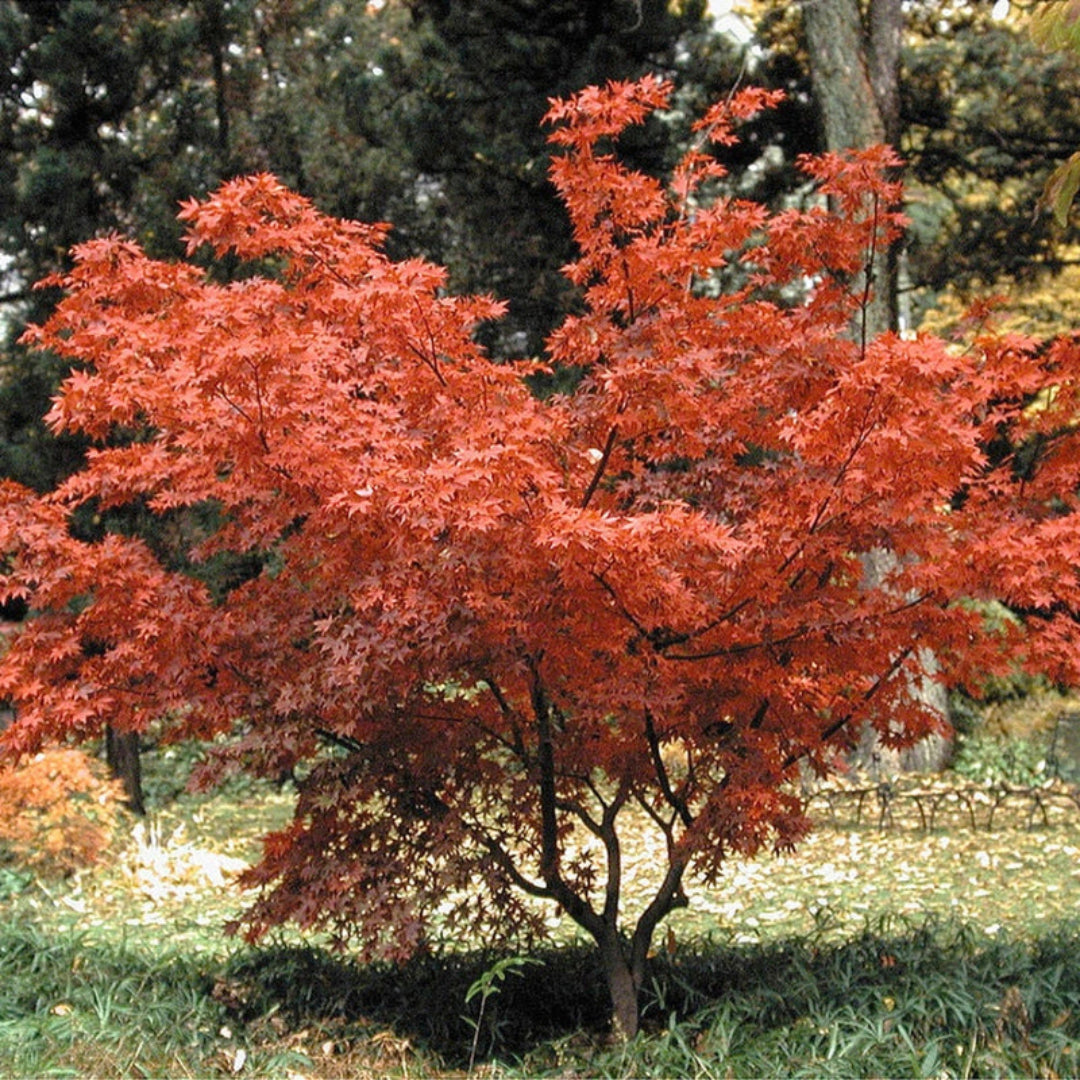Potted Osakazuki Japanese Maple featuring healthy green spring leaves
