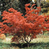 Potted Osakazuki Japanese Maple featuring healthy green spring leaves