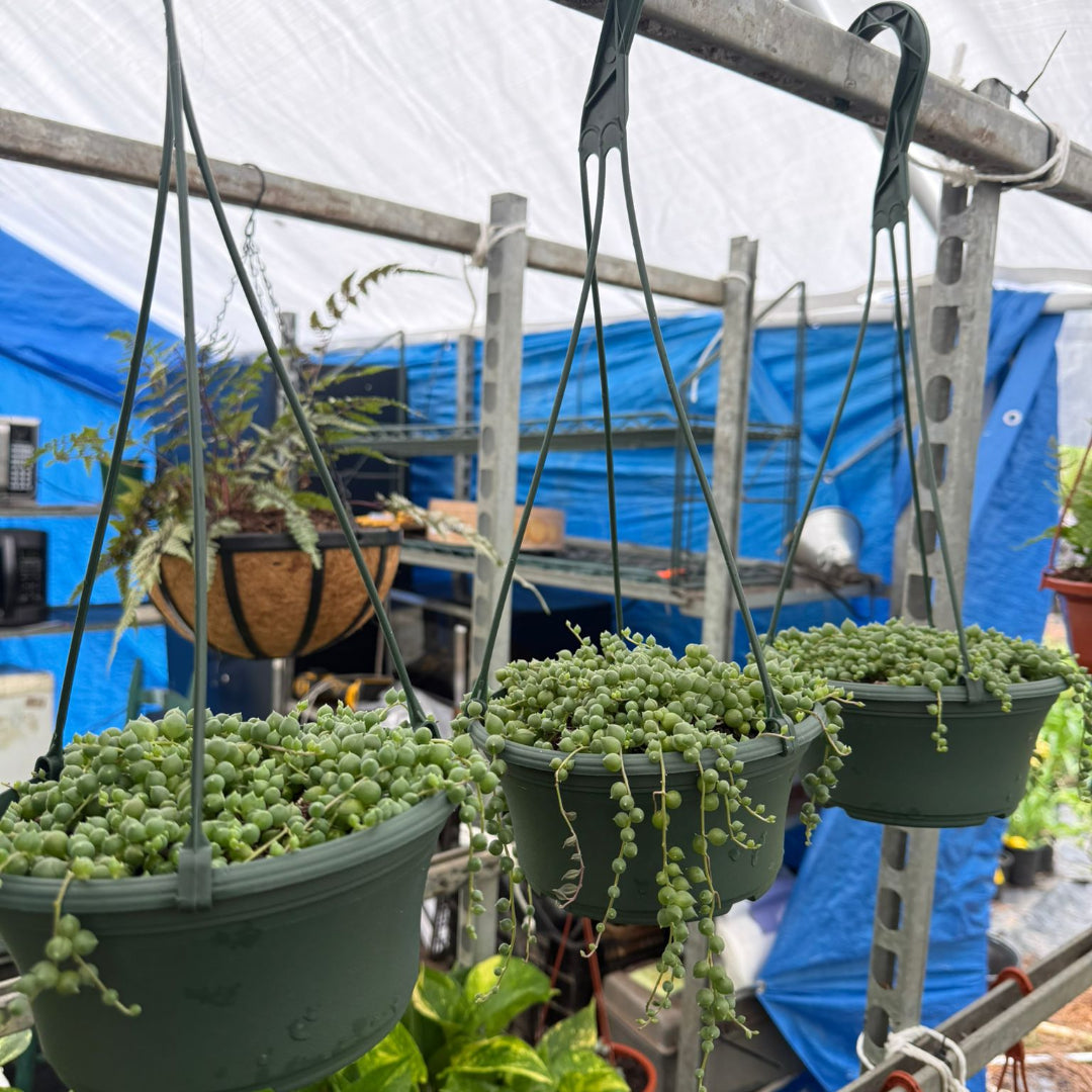 indoor hanging pea plant String of Pearls (Live Indoor Plant)