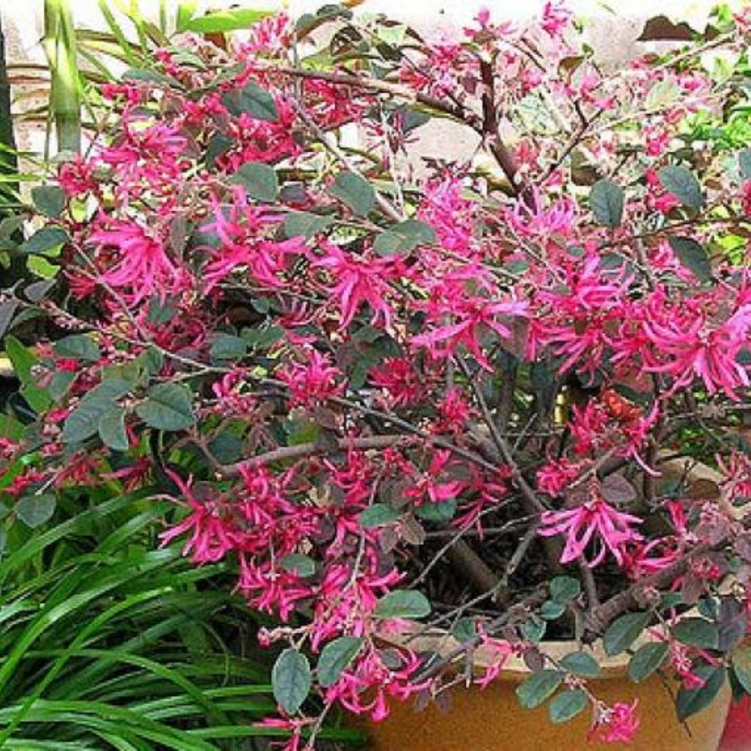 Sizzling Pink Loropetalum