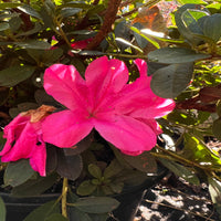 Autumn Sangria Azalea outdoor flowering shrub in nursery pot